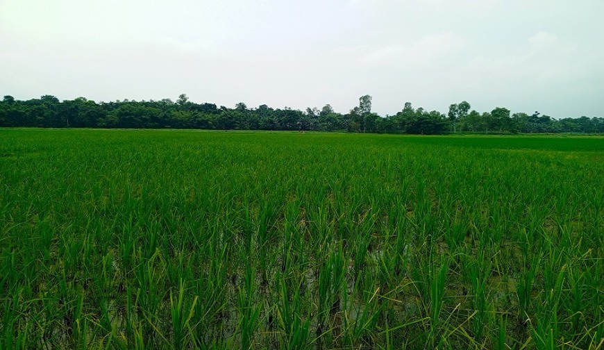 মোরেলগঞ্জে ভরা আমন-রবি শস্যের মৌসুমে সার সংকট