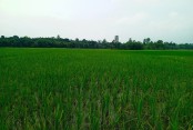 ঠাকুরগাঁও