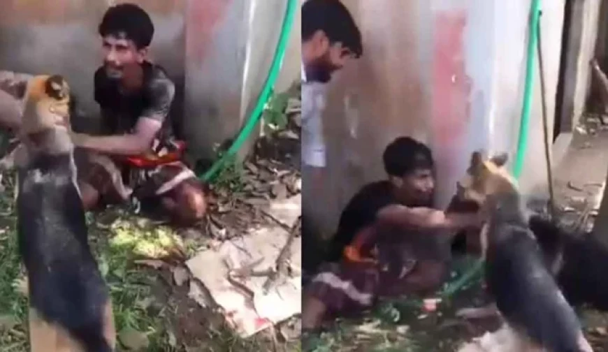 চোর সন্দেহে যুবককে কুকুর লেলিয়ে দেয়ার ঘটনায় জড়িতদের খুঁজছে র‍্যাব