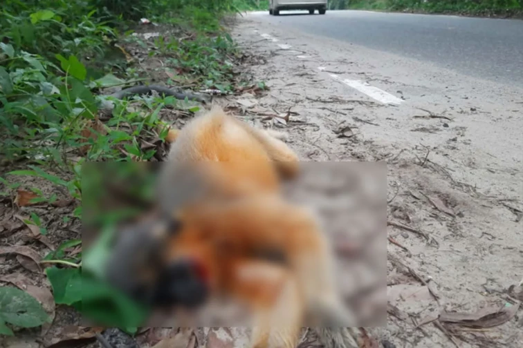 লাওয়াছড়ায় গাড়ির ধাক্কায় বিলুপ্তপ্রায় মুখপোড়া হনুমানের মৃত্যু