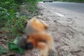 লাওয়াছড়ায় গাড়ির ধাক্কায় বিলুপ্তপ্রায় মুখপোড়া হনুমানের মৃত্যু