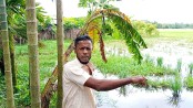 লালমোহন
