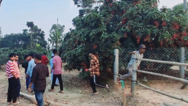 পোকামাকড় ও স্প্রে ঝামেলা এড়াতে ‘ব্যাগিং পদ্ধতি’