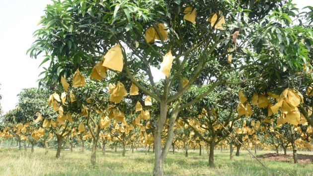 পোকামাকড় ও স্প্রে ঝামেলা এড়াতে ‘ব্যাগিং পদ্ধতি’