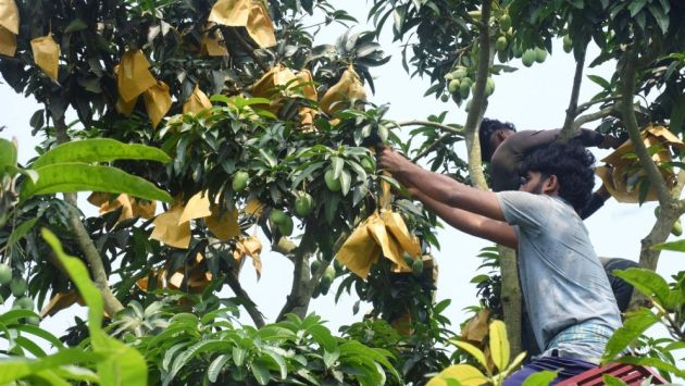 পোকামাকড় ও স্প্রে ঝামেলা এড়াতে ‘ব্যাগিং পদ্ধতি’