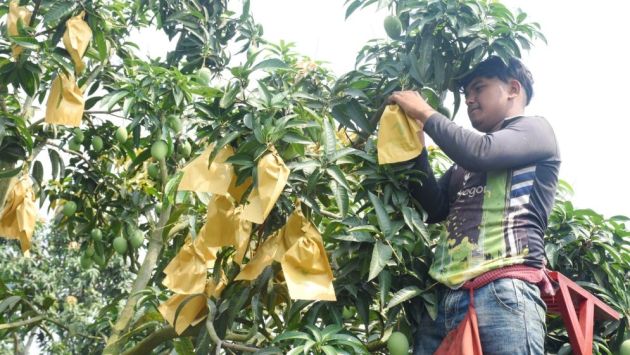 পোকামাকড় ও স্প্রে ঝামেলা এড়াতে ‘ব্যাগিং পদ্ধতি’