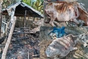 দেশেরডাক