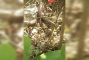 দেশেরডাক