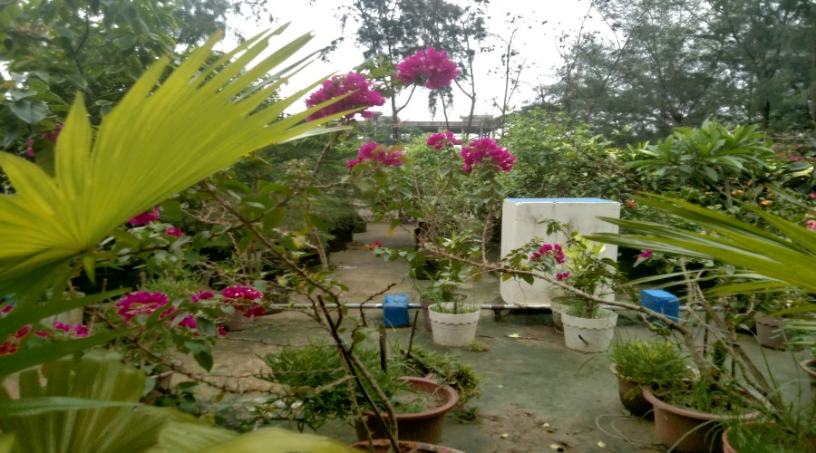 লালমোহন স্বাস্থ্য কমপ্লেক্সের ছাদে ফল ও ফুলের সমারোহ